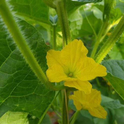 green dream farm igm