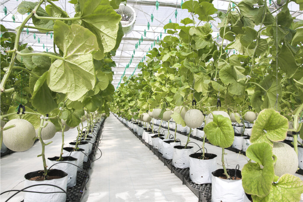 green dream farm igm
