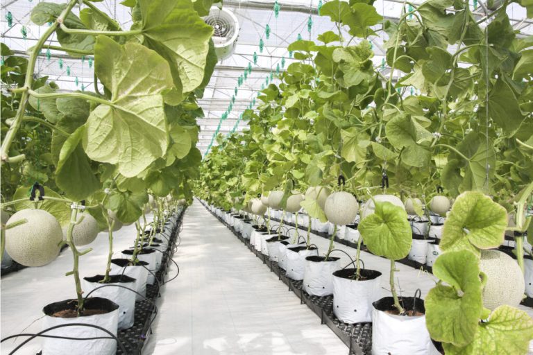"The actual contract farms are meticulously managed, ensuring a thoroughly hygienic environment."