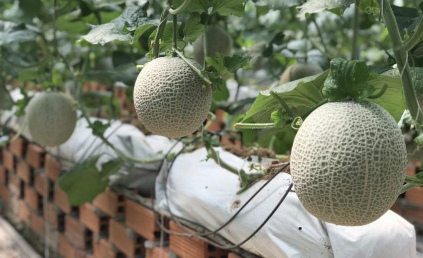 melon6